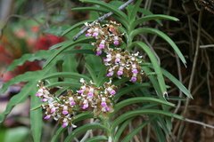 Vanda tessellata